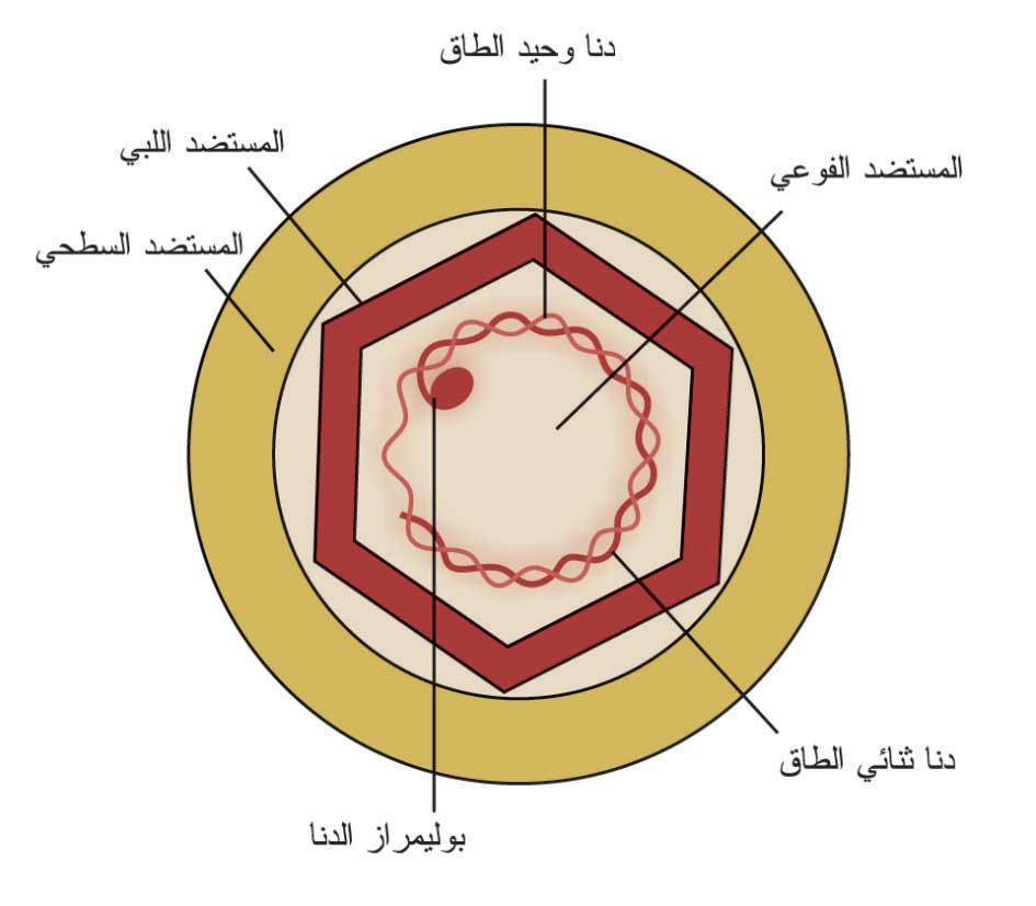 الوصف: C:64\1.jpg