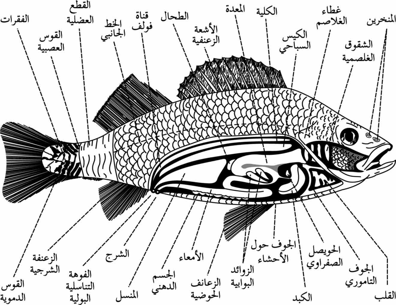 الموسوعة العربية | الأسماك