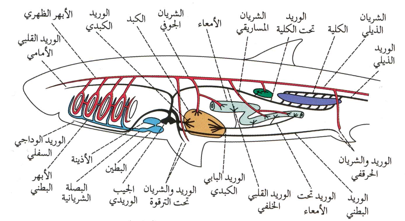 الموسوعة العربية | الأسماك