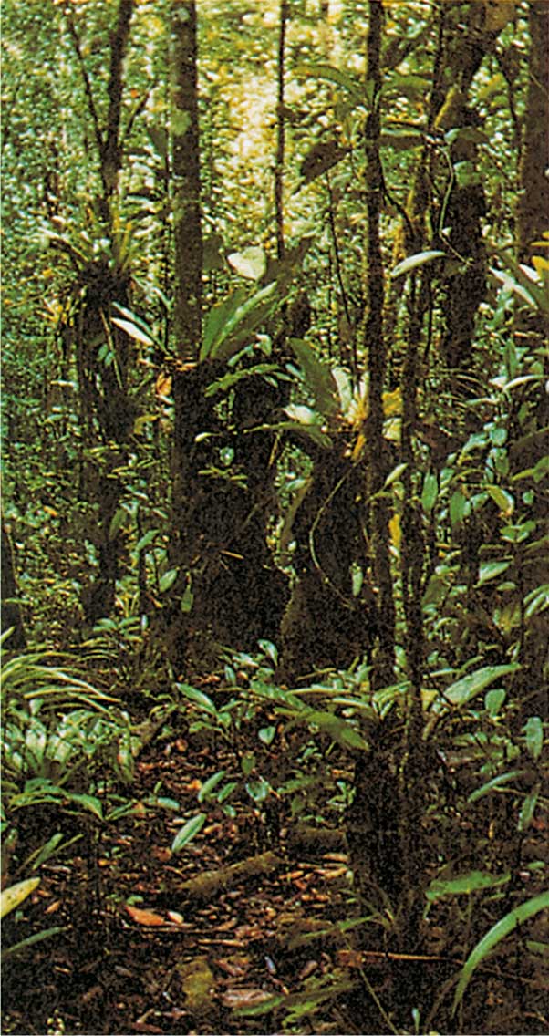 يمكن إعادة الغابة المطيرة كاملة في أقل من 100 عام.