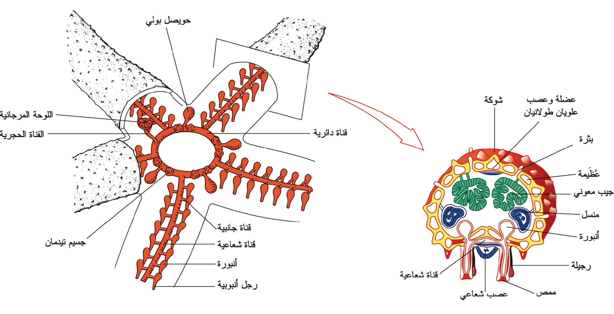 الموسوعة العربية | نجوم البحر