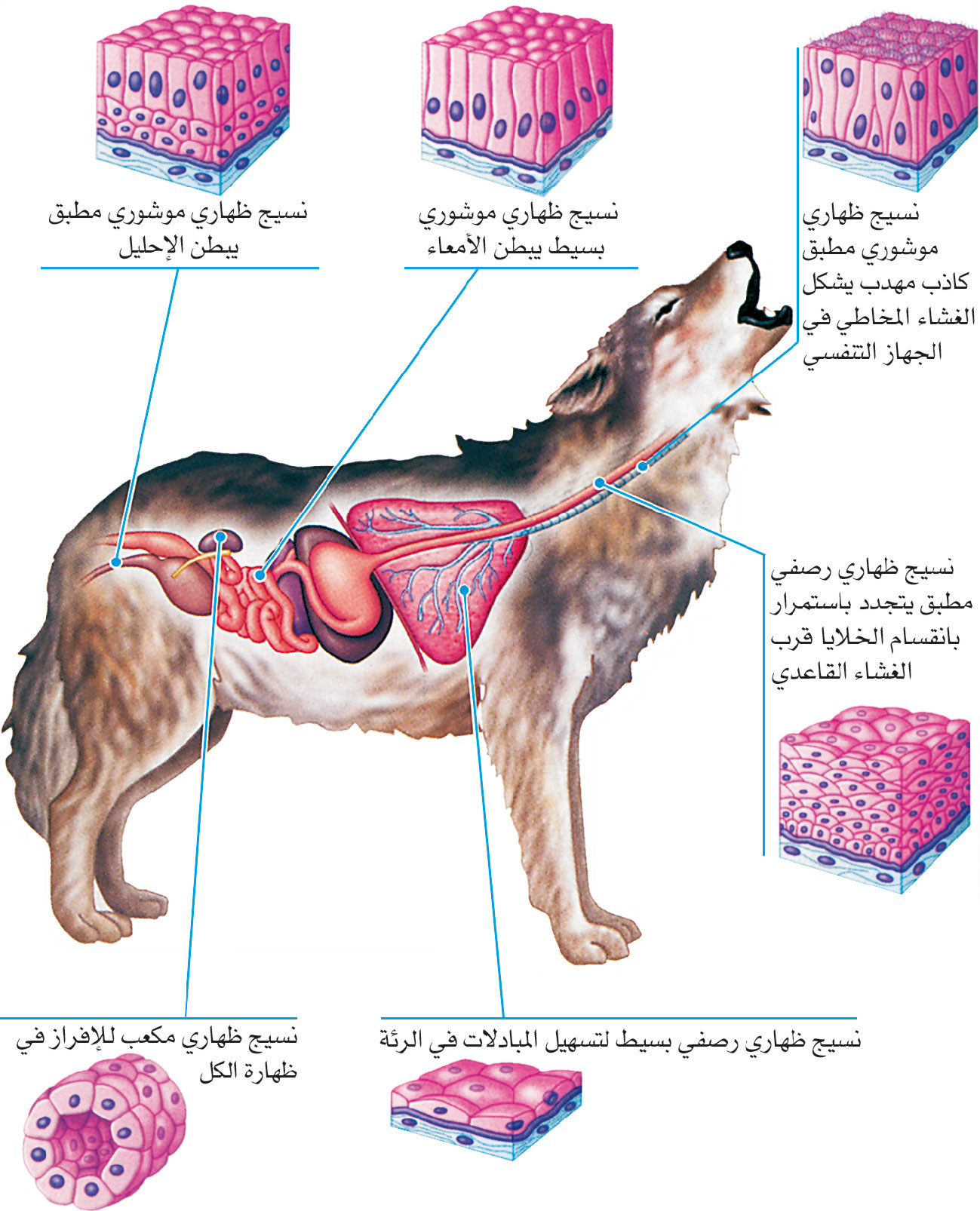 الموسوعة العربية | النسج الحيوانية