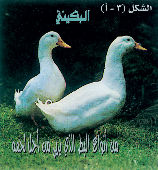 الموسوعة العربية | البط