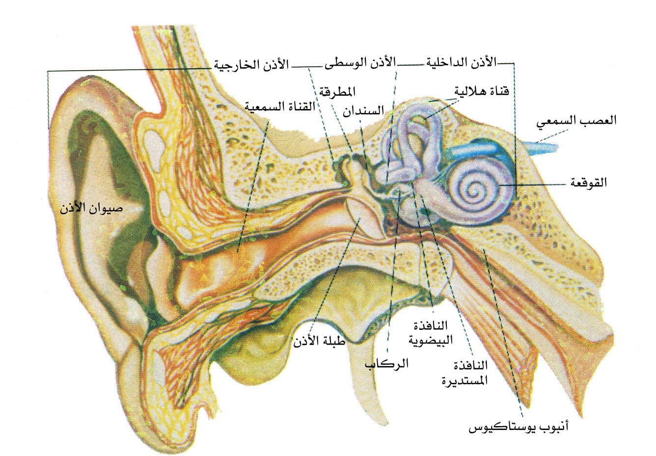 الموسوعة العربية | الأذن في الإنسان