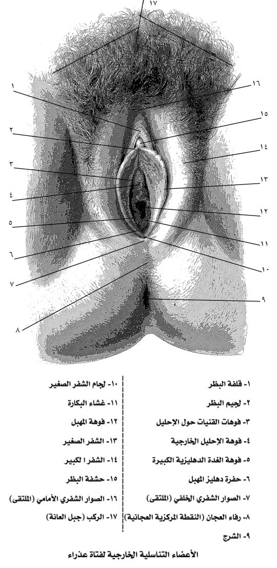 الموسوعة العربية | التناسلي عند الإناث (تشريح وفيزيولوجية الجهاز-)
