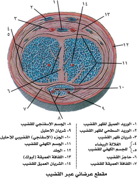 الموسوعة العربية | التناسلي عند الذكور (تشريح وفيزيولوجية الجهاز-)