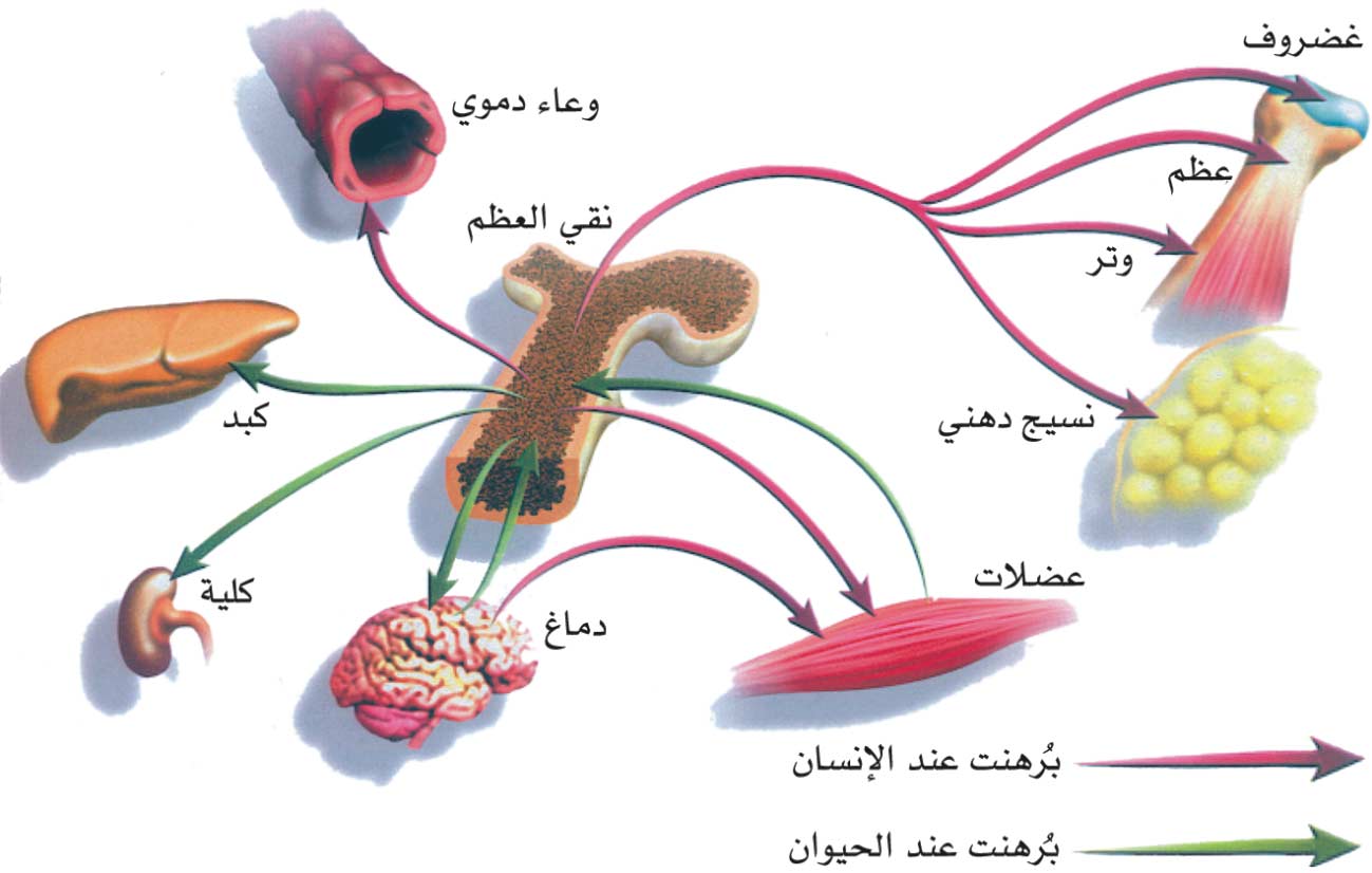 الموسوعة العربية | الخلايا الجذعية