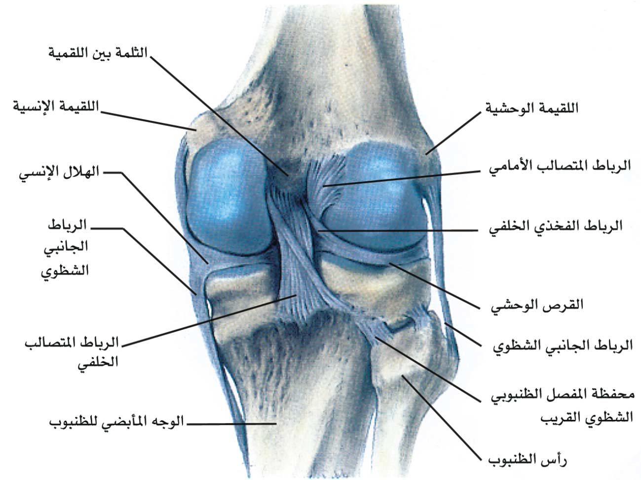 الموسوعة العربية | الركبة (تشريح وتعداد أمراض-)