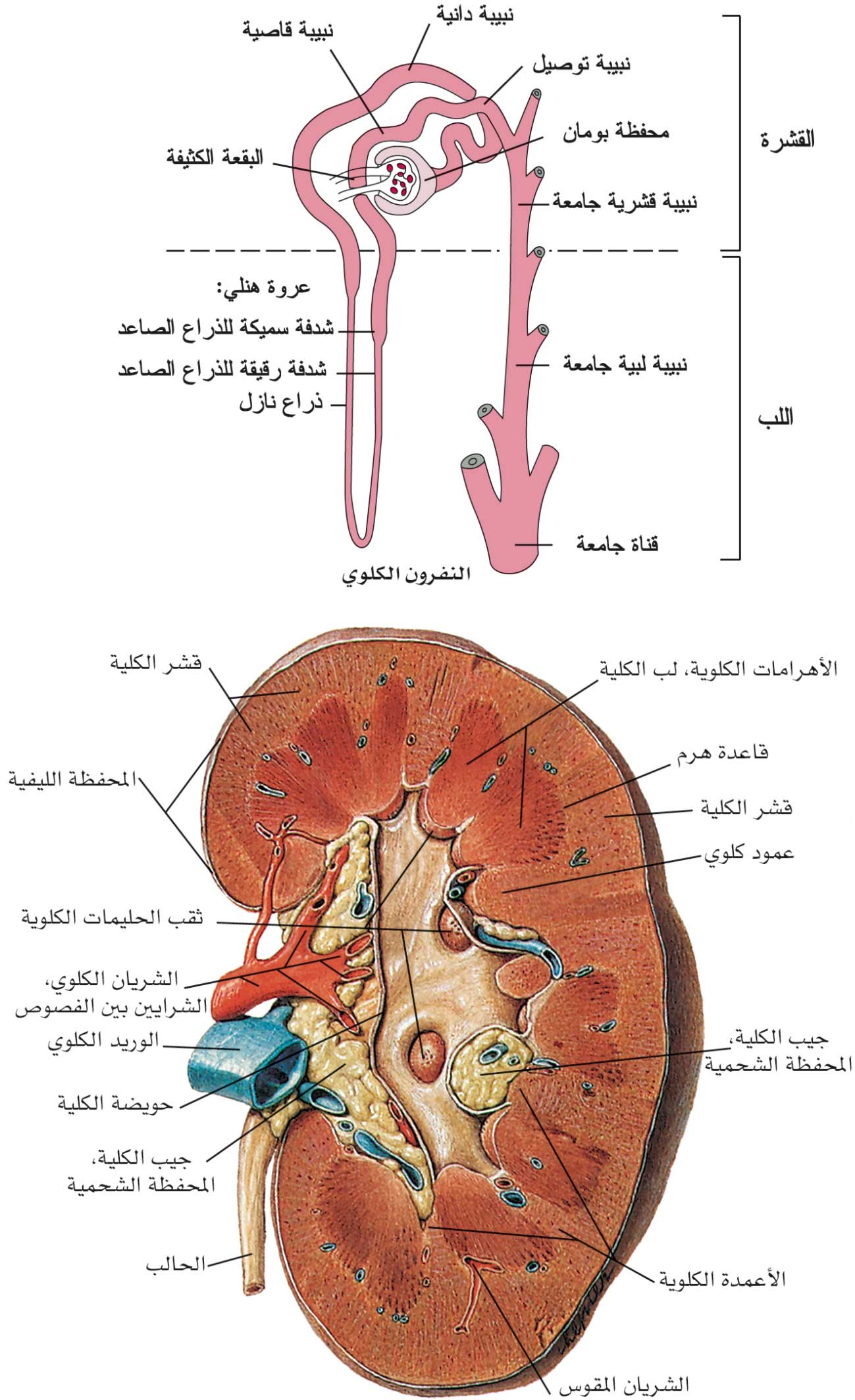 الموسوعة العربية | الكلية (فيزيولوجية-)