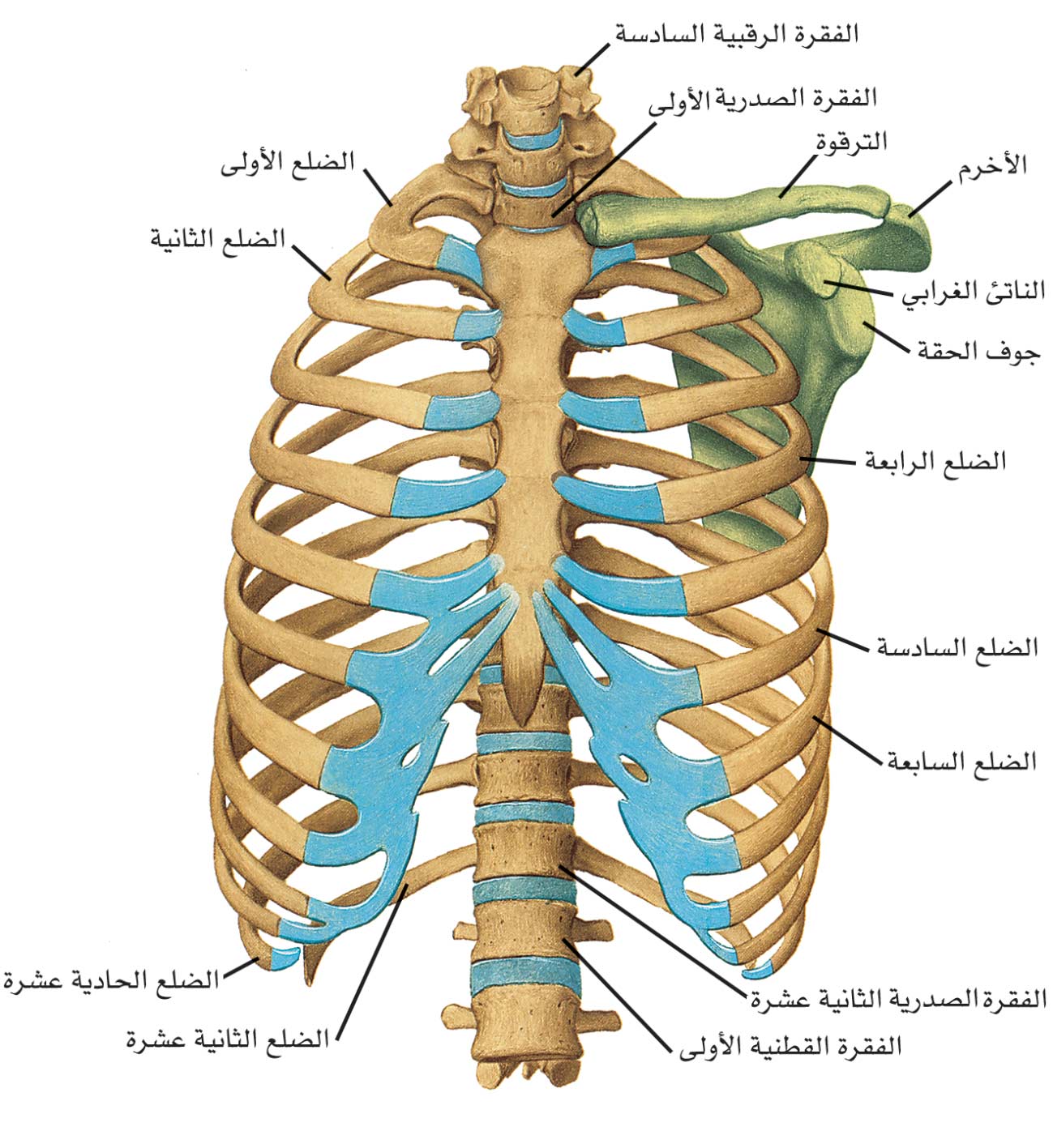 Что находится снизу ребер. Кости грудной клетки анатомия. Рукоятка грудины мечевидный отросток. Грудная клетка кости скелета. Скелет грудной клетки Грудина.
