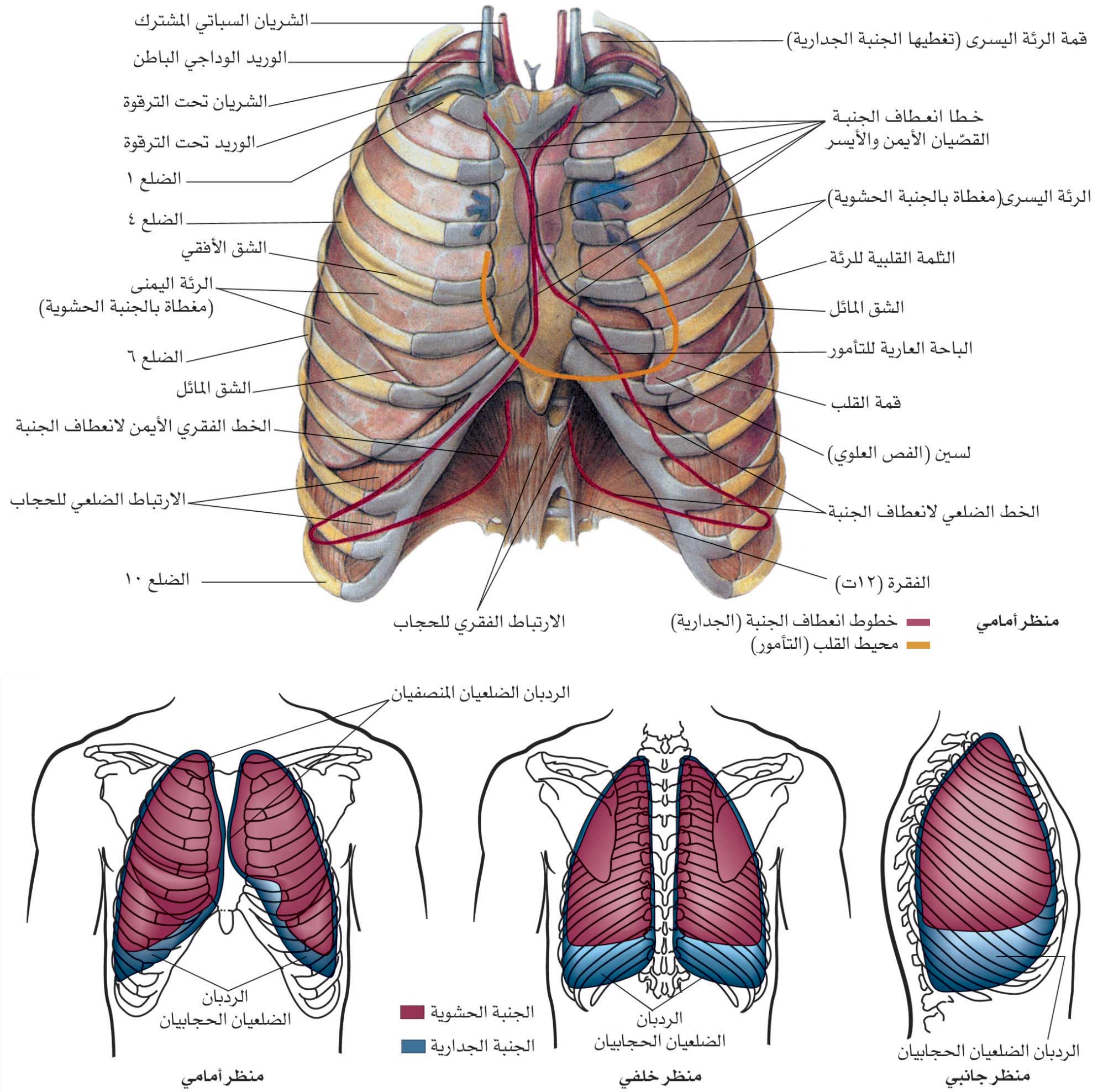 الموسوعة العربية | لمحة تشريحية وفيزيولوجية عن جهاز التنفس