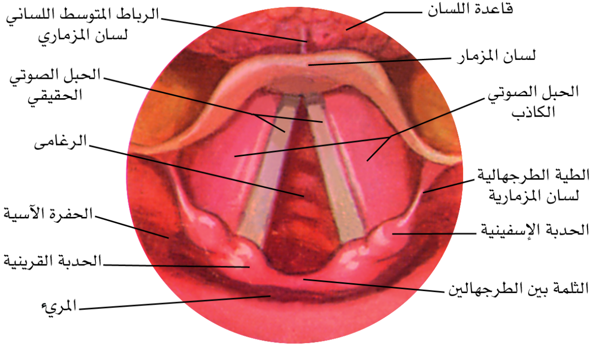 الموسوعة العربية | التهاب الحنجرة وآفاتها الخلقية