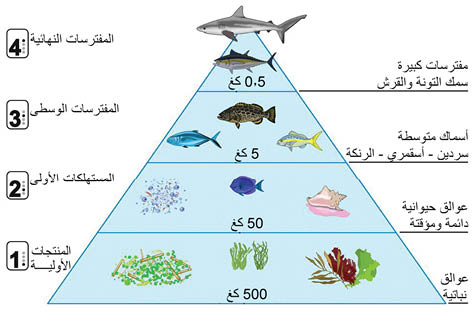 الموسوعة العربية | البيولوجيا البحرية