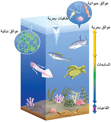 الموسوعة العربية | البيولوجيا البحرية