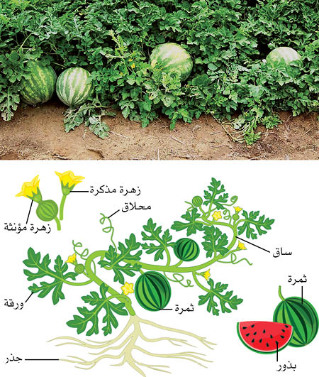 الموسوعة العربية | البطيخ