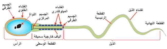 موسوعة العلوم والتقانات